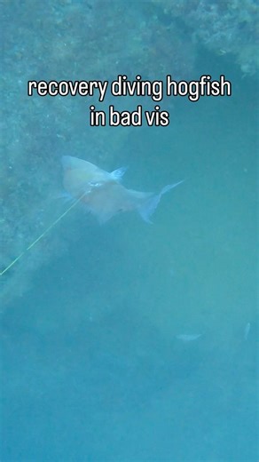 Picking up some hogfish ceviche #spearfishing #fishing #freedive