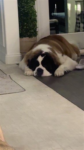 Adorable Saint Bernard Puppy Moments