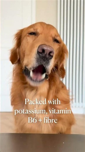 Can dogs eat banana? Yes – in small amounts.