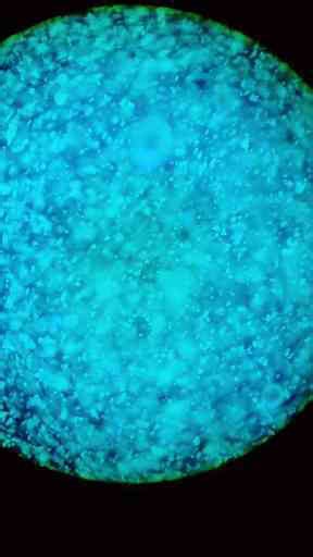 Exploring Glow Slime Under a Microscope