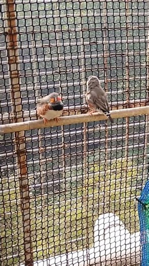 Compatibility of Male Common Zebra Finches and Solo Society/Bengalese Finch