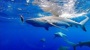 Watch Deadliest Catch: Bloodline Season 2 Episode 7 - A Bigger Boat