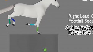 【中字】马类疾驰时的步态拆解