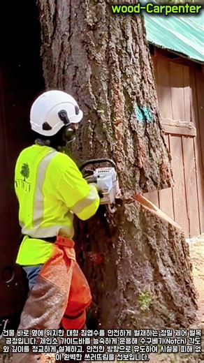 건물 밀착 대형목 정밀 벌목 제어 공정 #worker #chainsaw #timber #logger #process