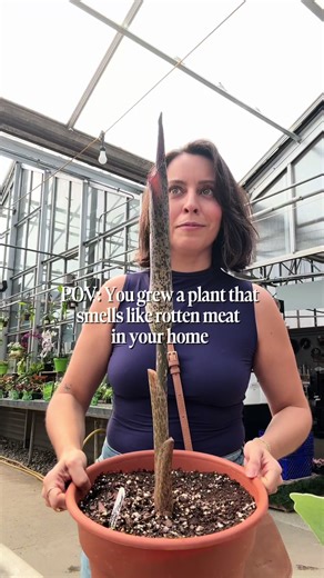 Amorphophallus konjac is like a Pokemon: it evolves into many forms. The Amorphophallus/corpse flower is exactly what it sounds like. A flower that smells like a corpse or rotten meat. The scent is strongest 24-48 hours after it blooms. That smell is used to attract pollinators like flies and beetles. You may have seen or heard of an Amorphophallus titanum, which holds the title for the world’s biggest inflorescence. Despite its smell, the beauty is like no other. Now the question is, would you 