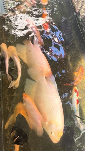 Pond Cleaning Tips for Fish Lovers