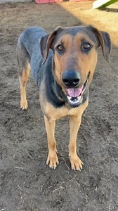 4.6K views · 618 reactions | Update ***IN FOSTER HOME! SAFE! THANK...