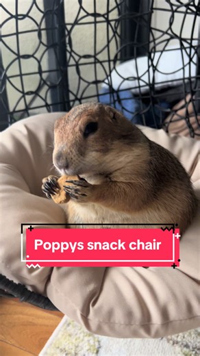Poppy knows the snack chair • • • #prairiedog #animals #pet #funny #petlover #animal #tiktokanimals #cute #fyp #foryou #foryoupage #viral #asmr #asmrsounds