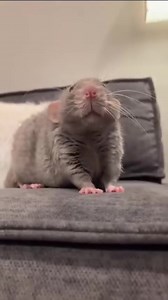 Caught a disobedient little guy🐭 📸..@crazy4rats | Rat Unity