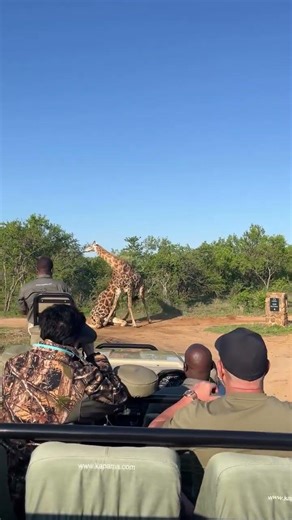Giraffe Necking Battle 🦒🔥 | Nature’s Fight for Dominance