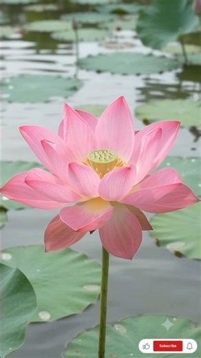 How Lotus Grows From Seeds 🌸 | Lotus Germination & Growth | Nature’s Amazing Journey #shorts #ai