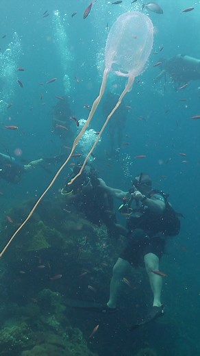 #boxjellyfish #Cubozoa #underwatervideo | Ocean Reality Channel