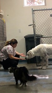 Woman gains the trust of a giant, feral dog — by bringing him Vienna sausages every day ❤️ | The Dodo