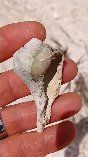 Ultra Rare Shell