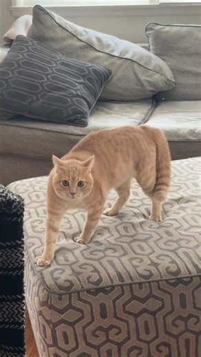 found footage🤣😭 #shorts #funnycats #trending
