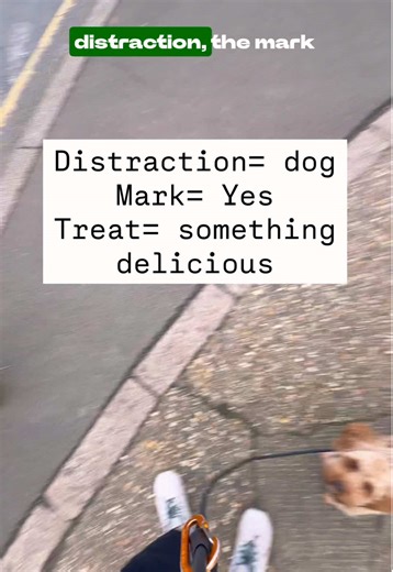 Effective Dog Training: Mastering Distraction Protocols