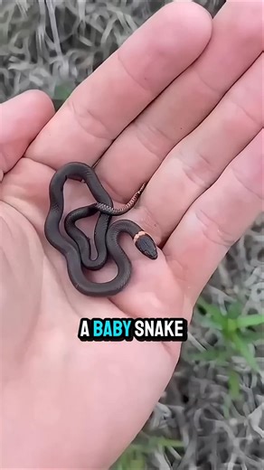 Why a Baby Snake’s Bite Can Be More Dangerous Than an Adult’s