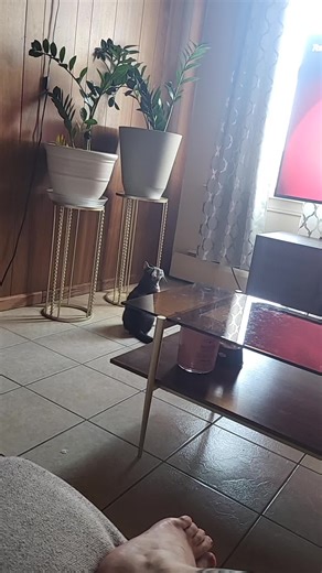 welp- time to wipe down the coffee table