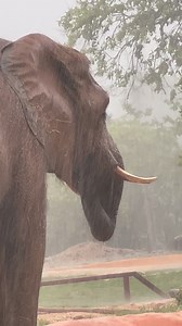 Elephant cooling off in the rain listen to the thunder and rain it’s beautiful. The day was very hot and the rain was a cool relief 🌧 #elephant #animals #elephantlove #viralreels | Norman Newkirk