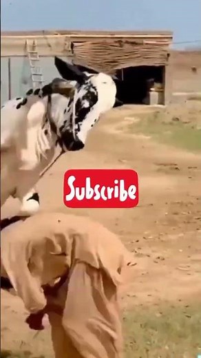 Qurbani Ka janwar |Qurbani Ka janwar 2025 |Qurbani