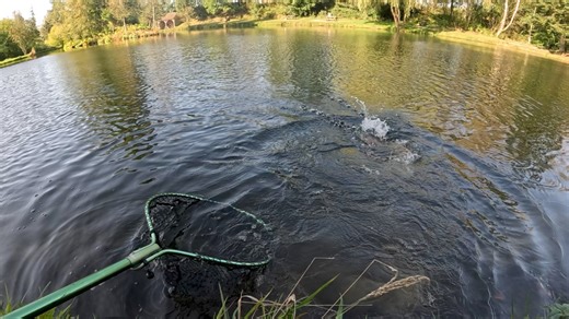 1.2K views · 20 reactions | Felix color #198  #49 | TympiBait | Facebook