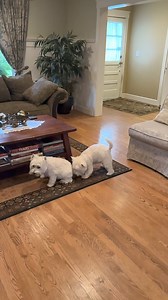 43K views · 3.3K reactions | Piper and Pickles love playing with their ball launcher ❤️ They both caught the ball at the same time but it was Piper who walked away with it! Pickles got to smell her peaches—eww! | The Piper Chronicles | Facebook