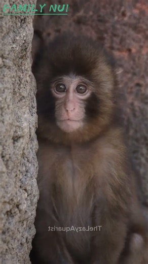 FAMILY NUI When you’re shy but still wanna be noticed… that’s Punch