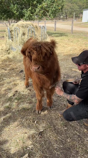 Highland cows day trip from Brisbane – North View Highlands visit