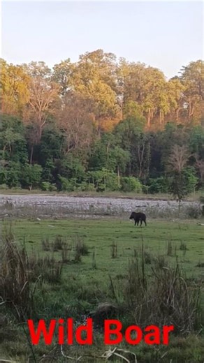 Wild Boar Runs #wildlife #jimcorbett #safari #trending #viral #shorts #funny #comedy #shortvideo#fyp