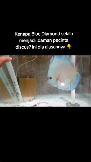 Kenapa Blue Diamond selalu menjadi idaman pecinta discus? ini dia alasannya 👆