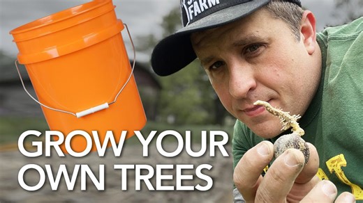 Why growing trees might be the most effective long-term farm side hustle