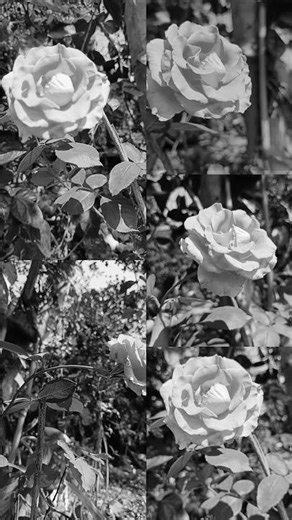 Even in blck & white a rose never loses its beauty,Nature speak without color#viral #reels#aesthetic
