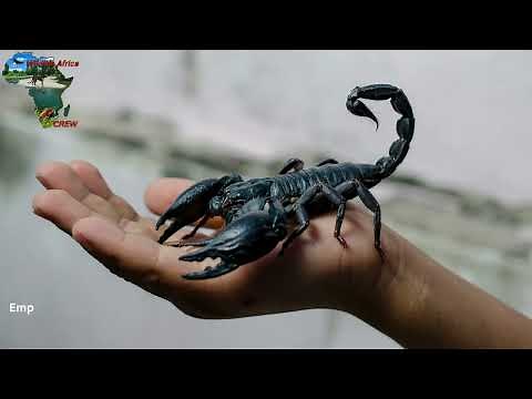 Discovering the Emperor Scorpion: Nature's Giant Arachnid