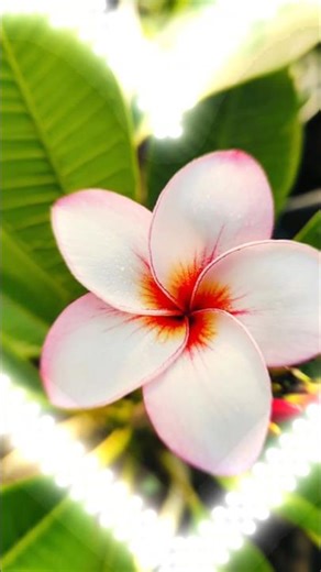 khubsurat flower🌸🌸🌿