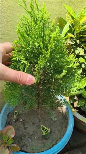 ये दो पेड़ भूलकर भी अपने घर पर नहीं लगाए 🧑‍🌾✨💚#homegardenig #gardeningtips #vastu #tips #ytshorts