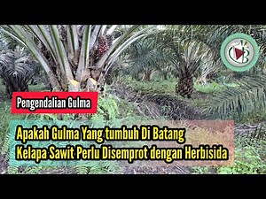 Apakah Gulma Yang tumbuh Di Batang Kelapa Sawit Perlu Disemprot dengan Herbisida