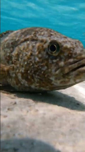 Watch This Flounder Vanish into the Sand!#Flounder #MarineLife #OceanNature #fishing