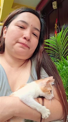 Our pets favorite, Shredded Meat Jelly for all breeds and for all ages! Buy here! #cat #cats #catlover