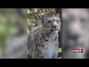 Snow leopard at Great Plains Zoo dies days after experiencing COVID-19 symptoms