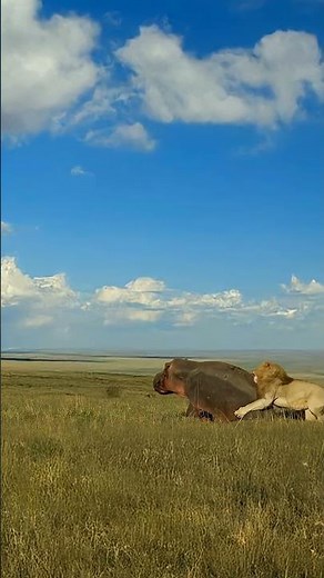 Lion’s Relentless Attempt To Take Down A Huge Hippo