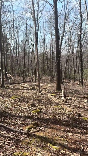 3/30/26…it was a great day for a hike in the woods