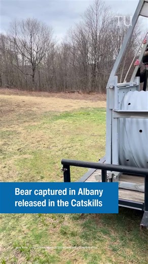3 of 3: A bear that started the day lounging in a Second Street tree in Albany, New York, was sedated and released in the Catskills Tuesday afternoon. Jeremy Hurst, a DEC wildlife biologist, said the bear is likely a year-old male, around 130 pounds and had left the den it was born in to look for food.