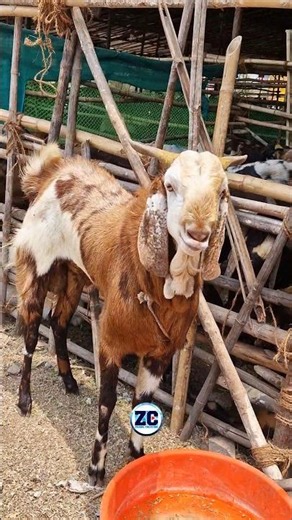 Qurbani 2026 😍 #bakraeid #bakraeid2026 #bakraeidspecial #bakra #goats #trending #biggoats #qurbani