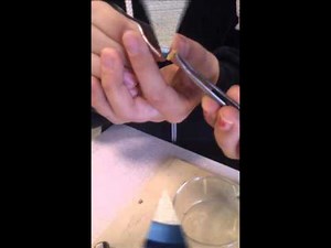 2012 / SVT / 5E / Asticots (Laura, Bleona, Lucas)