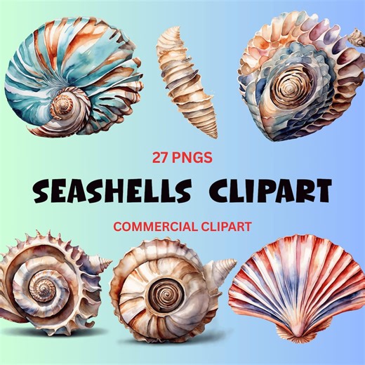 Seashells Clipart PNG Bundle, Beach Shell Graphics, Ocean Nautical Clip Art, Summer Sea Shells Transparent Background, Coastal Design - Etsy