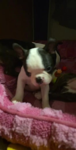 #bigskybostons #ethicalbreeding #akcbostonterriers #championbloodlines #bostonterriersoftiktok