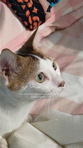 The 15 Seconds That Will Change Your Life❤️ #qurantilawat #islamicshorts #muslim#explore ❤️#trending