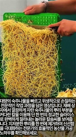 농산물 가공 공장에서 숙주나물 뿌리를 깔끔하게 제거하는 방법 #worker #process #foodtech #clean #harvest