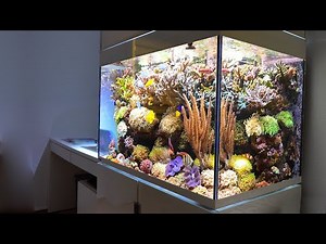 GERMAN REEF TANKS - Mixed Coral Aquarium (400 Liter / 100 Gallon) *epic scape*