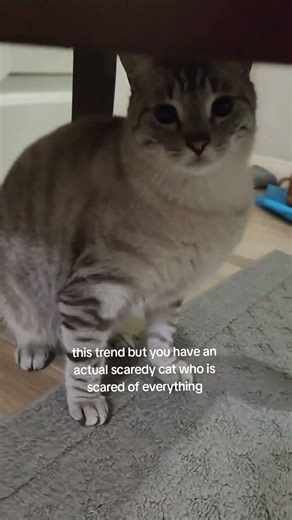 my scaredy cat #shorts #cat #trend
